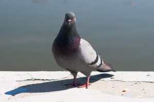Create meme: meme pigeon, birds, dove