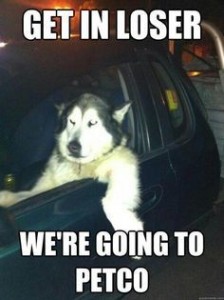 Create meme: funny animals, text, husky