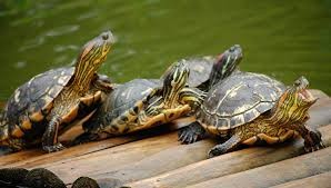 Создать мем: водные черепахи, пресноводные черепахи, красноухая пресноводная черепаха