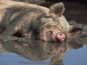 Create meme: African swine fever, a pig, pig