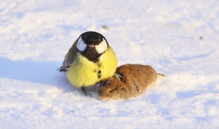 Create meme: chickadee in winter, bluebirds in winter, bird chickadee