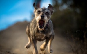 Create meme: dog breed miniature Schnauzer, Schnauzer Terrier