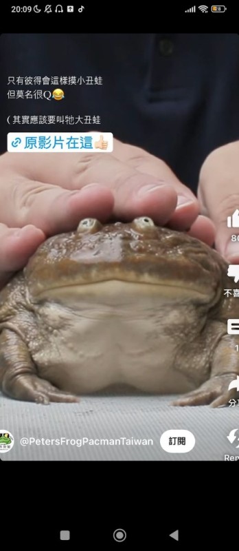 Создать мем: жаба лягушка, милая жаба, жаба щитоспинка