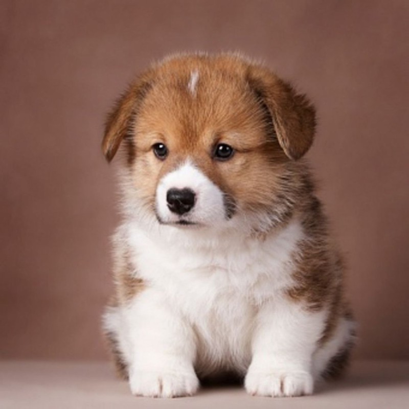 Create meme: puppy Corgi, pembroke dog, puppy Welsh Corgi