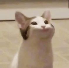 Create meme: cat meme