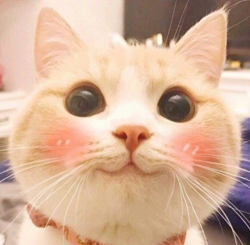 Создать мем: милое лицо кота, милые коты, милые котики смешные