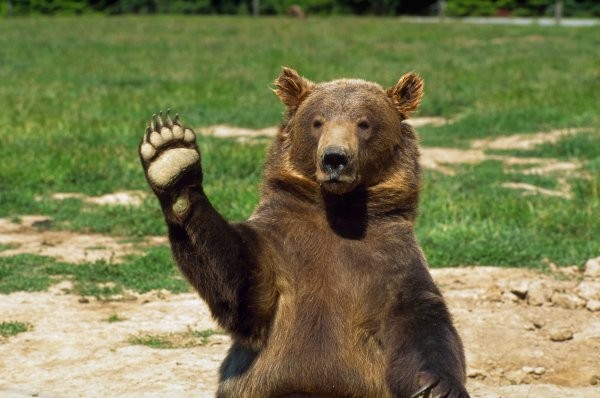 Создать мем: дарова медведь, медведь гризли, медведь привет