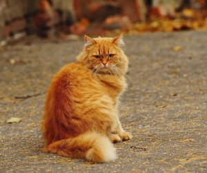 Создать мем: рыжий уличный кот, рыжая пушистая кошка, рыжая кошка