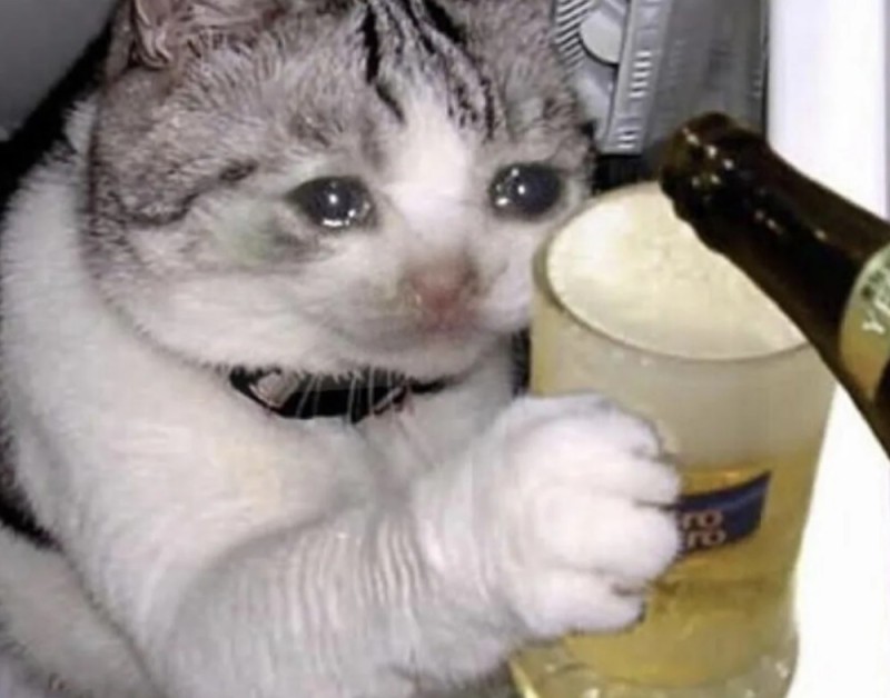 Create meme: drinking cat , sad cat drinks, cat pour