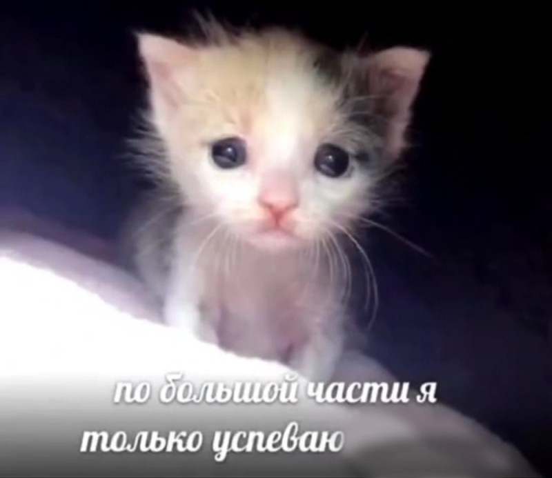 Создать мем: плачущий котик, грустный котик, кот плачет