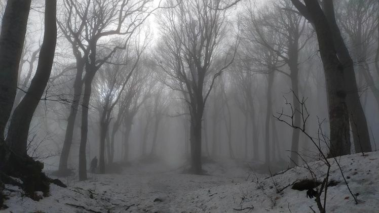 Create meme: fog nature, grey forest background, forest misty