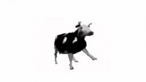 Создать мем: корова танцует под польскую песню, польская корова флексит, корова танцует