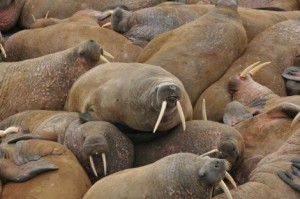 Create meme: Wrangel island walrus, mating walruses, a pack of walruses