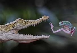 Создать мем: крокодил и лягушка, крокодил аллигатор, улыбайся