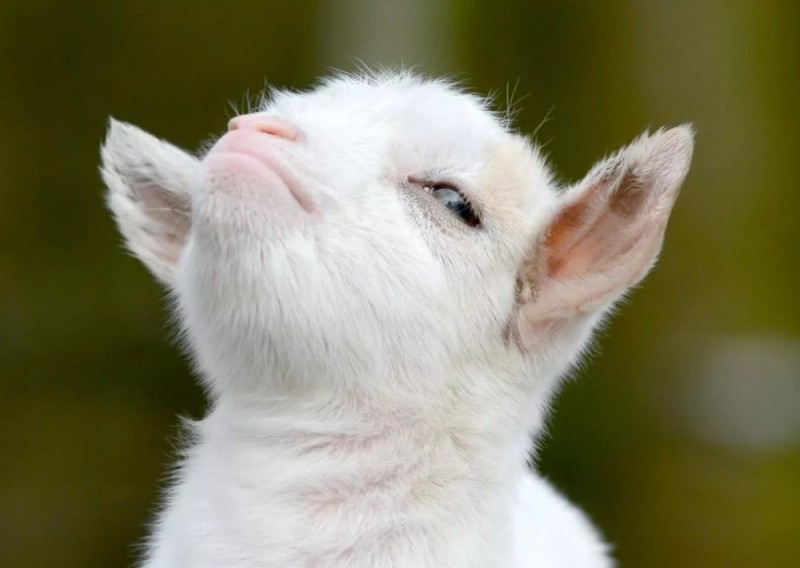 Create meme: the proud goat , the proud goat, the offended kid
