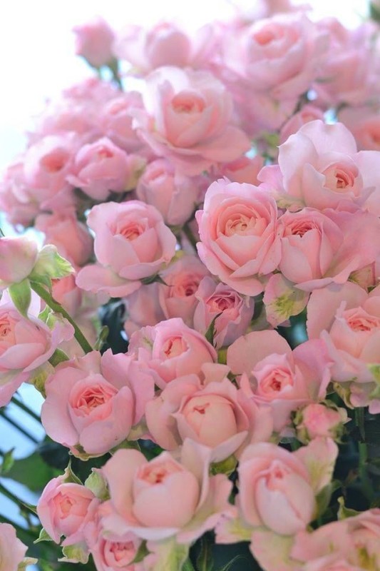 Create meme: beautiful flowers bush roses, pink roses , rose bush flowers