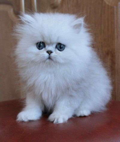 Create meme: Persian chinchilla, Persian cat , persian chinchilla wilfred kitten