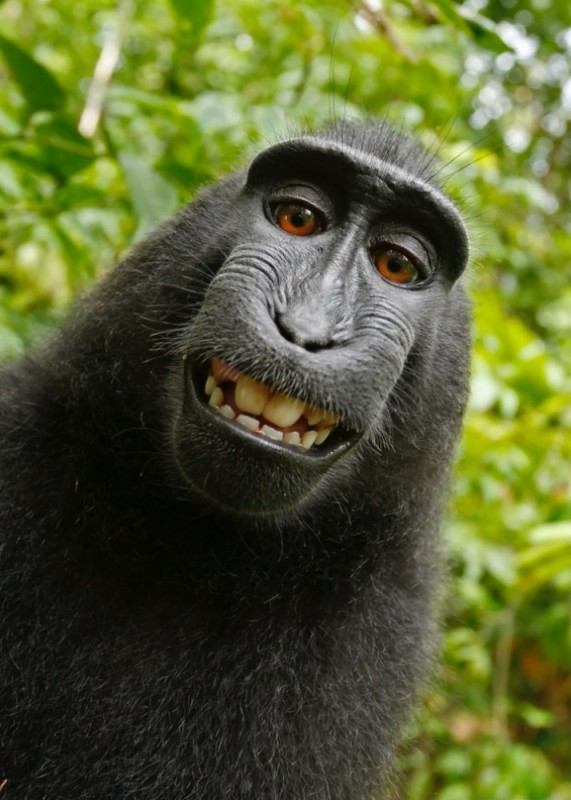 Create meme: black monkey , chimpanzees , monkey 