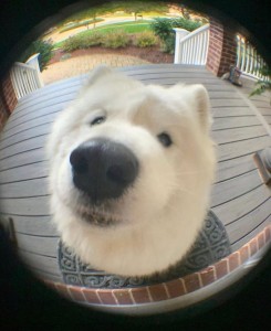 Create meme: funny animal faces, dog Samoyed, the Samoyed