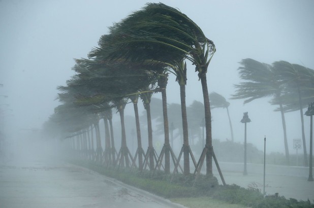 Создать мем: ураган во флориде, ураган пальмы, ураган ветер