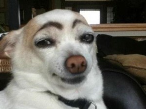 Create meme: funny dog with eyebrows, meme of a dog with eyebrows, a dog with painted eyebrows
