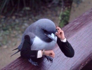 Create meme: pigeon meme , bird with arms meme, bird dove
