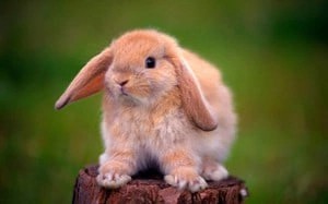 Создать мем: милые кролики, милый зайчик, животные кролики