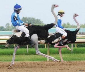 Создать мем: ostrich racing, гонки на страусах в австралии, катание на страусах