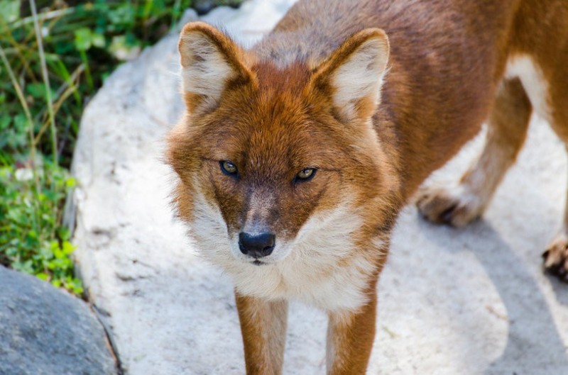 Create meme: red wolf (buanzu), Tien Shan red wolf, mountain wolf