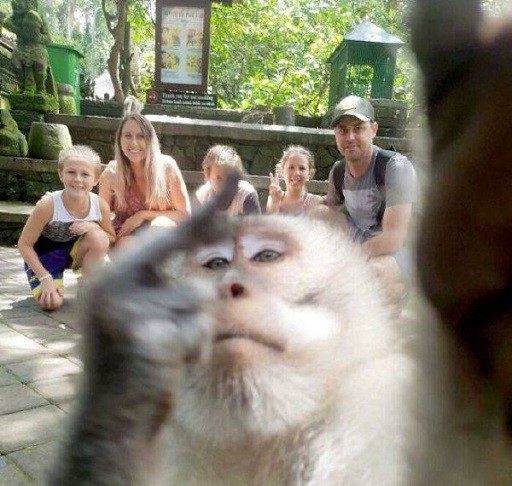 Create meme: selfie monkey 