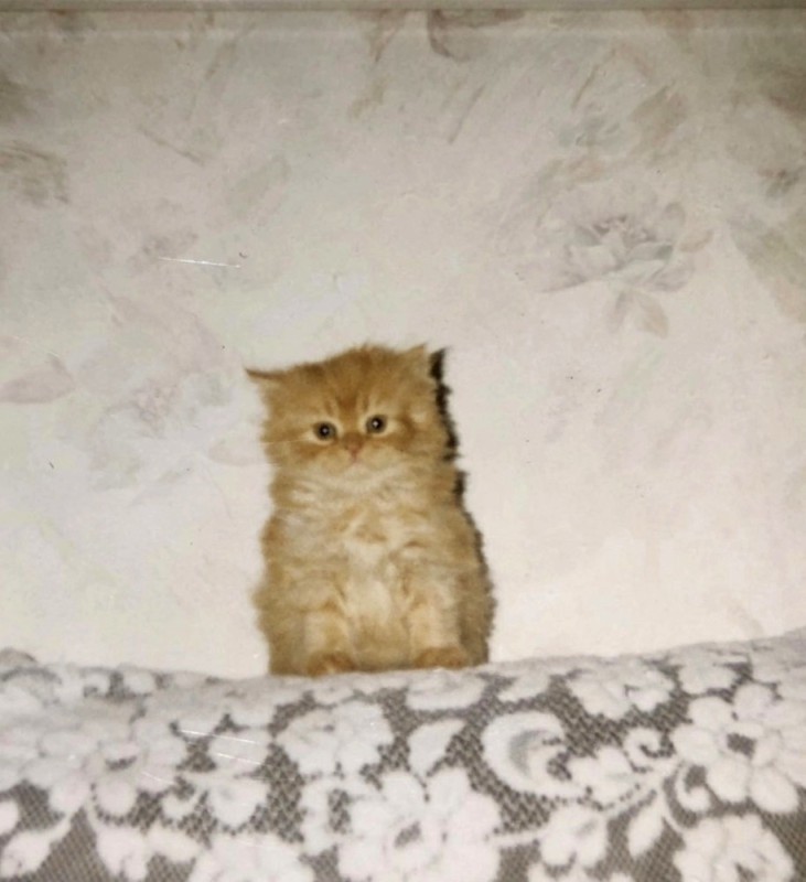 Создать мем: персидский котик, рыжий котенок, котята персы