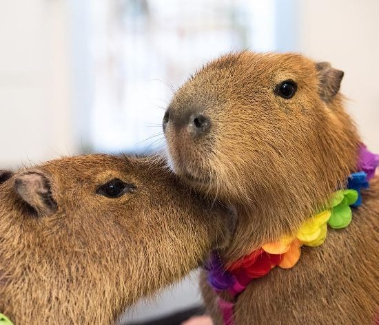 Create meme: capybara honey, two capybaras, big capybara guinea pig