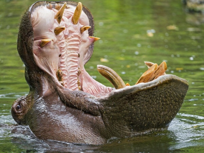 Create meme: hippo's fangs, hippopotamus hippopotamus mouth, the Hippo's mouth