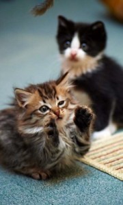 Create meme: cute, playful, cat