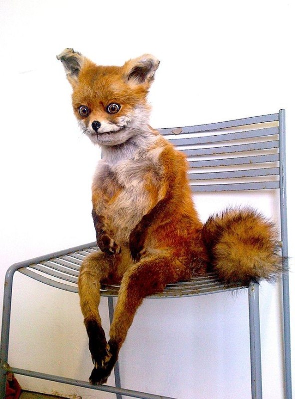 Create meme: Fox stuffed animal , uporotyh Fox, a fox on a chair