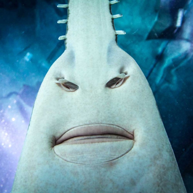 Создать мем: лицо рыбы, белая рыба, шип рыба
