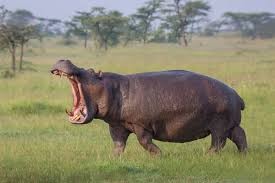 Create meme: Hippo , hippopotamus hippopotamus, hippo animal