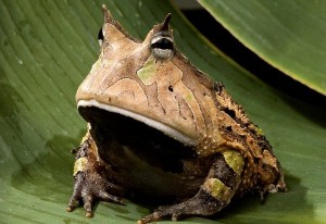 Create meme: toad, toad slingshot, beelzebufo frog