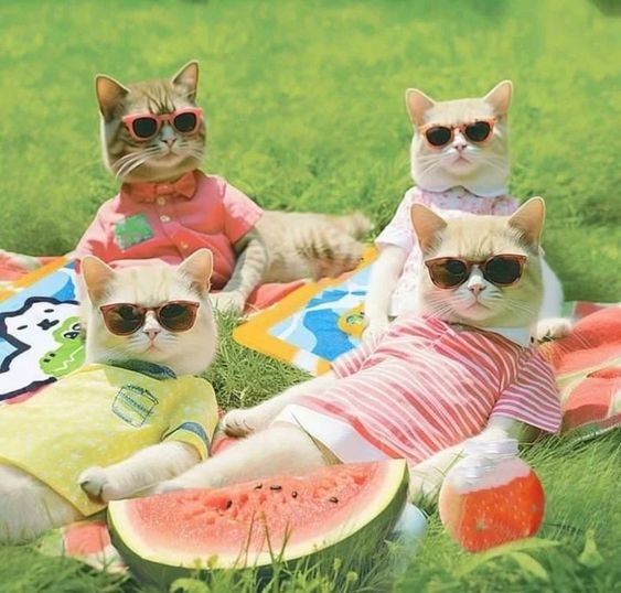Создать мем: кот в очках на пляже, кот в розовых очках, котик в очках