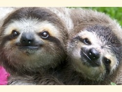 Create meme: three-toed sloths, sloth