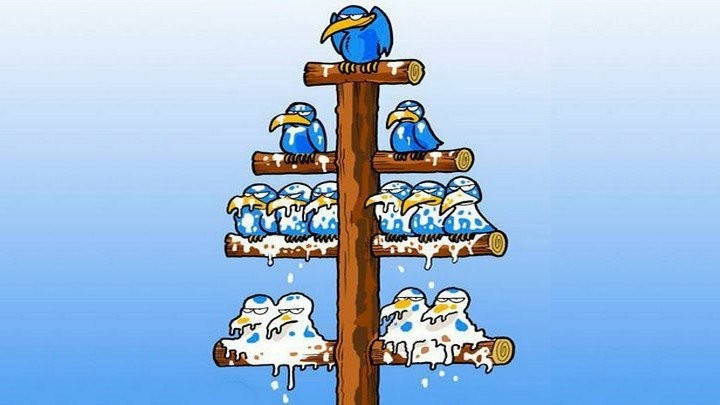 Create meme: hierarchy of the bird, hierarchy in the company of birds, hierarchy of birds