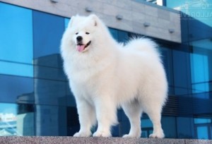 Create meme: Laika Samoyed, dog Samoyed, The Samoyed