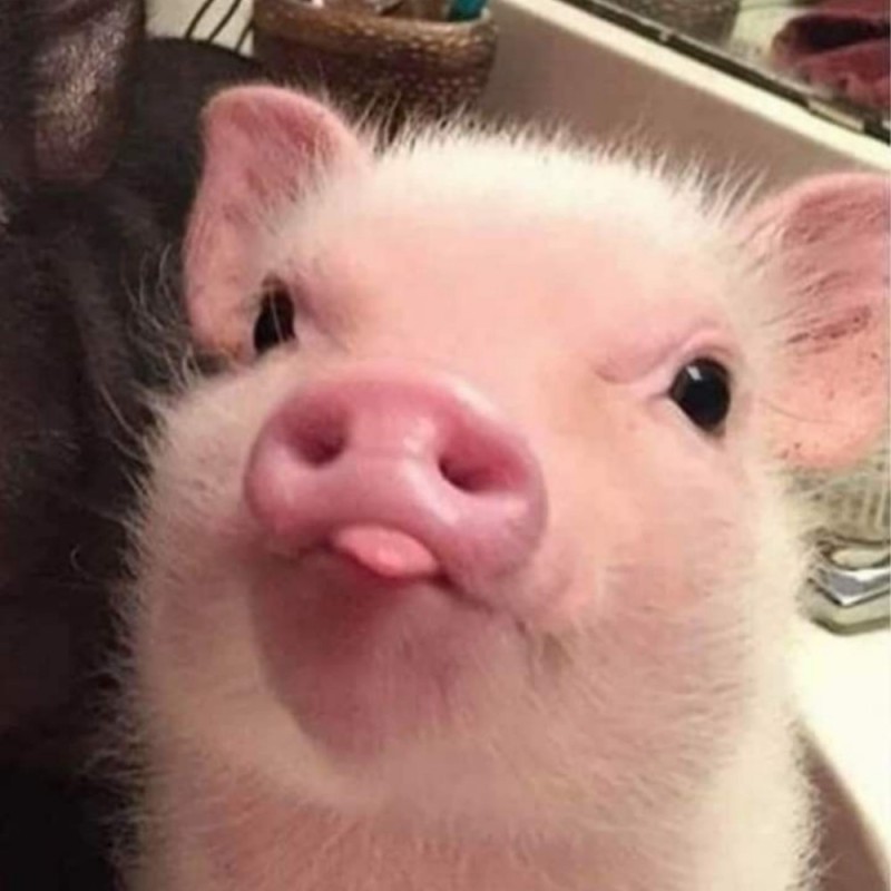 Создать мем: милые свинки, маленькая свинка, милая свинка
