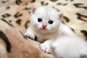 Create meme: kittens, British Shorthair, cute cats