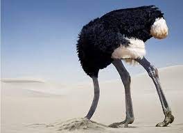 Создать мем: страус, страус голова в земле, страус голову в песок