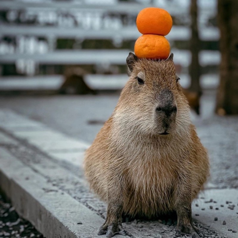 Create meme: funny capybaras, a pet capybara, little capybara