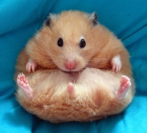 Create meme: Fat hamster