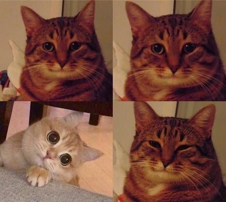 Create meme: the smiling cat meme, cat meme, the cat meme is happy