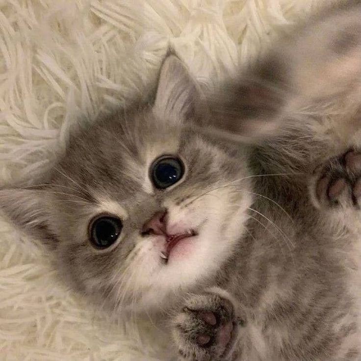 Create meme: cute animals, adorable kittens, fold kittens