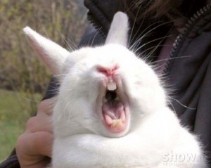 Create meme: screaming rabbit, shameless rabbit, zae